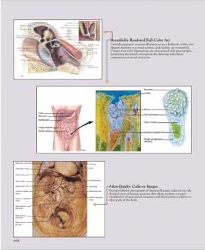 Human Anatomy